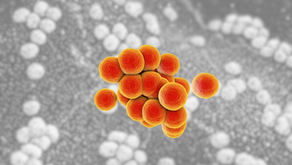Búsqueda de Staphylococcus aureus en material biológico